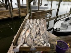 Fishing in New Orleans, Louisiana