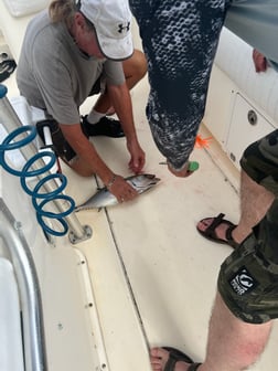 Blackfin Tuna Fishing in Marathon, Florida