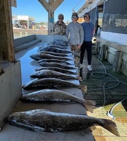 Black Drum, Redfish, Speckled Trout / Spotted Seatrout Fishing in Galveston, Texas