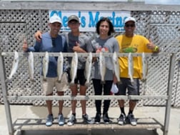 Speckled Trout / Spotted Seatrout fishing in Corpus Christi, Texas