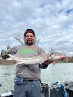 Sturgeon Fishing in Anderson, California