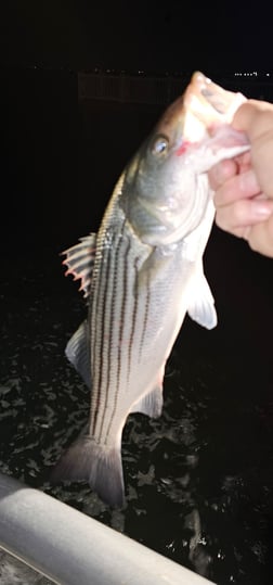 Fishing in Stone Harbor, New Jersey