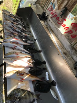 Black Drum Fishing in Biloxi, Mississippi, USA