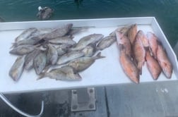 Mangrove Snapper, Scup Fishing in Holmes Beach, Florida