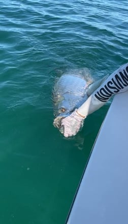 Snook fishing in Sarasota, Florida