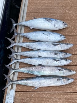 Mahi Mahi Fishing in Pompano Beach, Florida