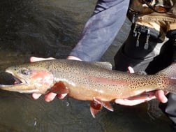 Fishing in Stockton, California