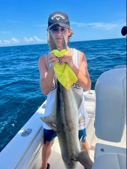 Cobia fishing in Wilmington, North Carolina