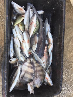 Speckled Trout / Spotted Seatrout Fishing in Venice, Louisiana