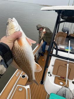 Speckled Trout / Spotted Seatrout Fishing in Yscloskey, Louisiana