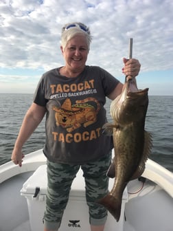 Gag Grouper, Speckled Trout / Spotted Seatrout Fishing in Bradenton, Florida