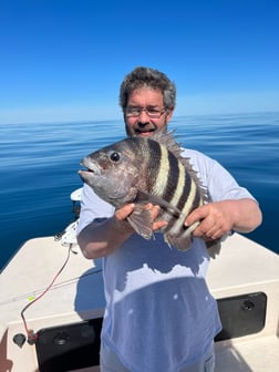 Sheepshead Fishing in Beaufort, North Carolina