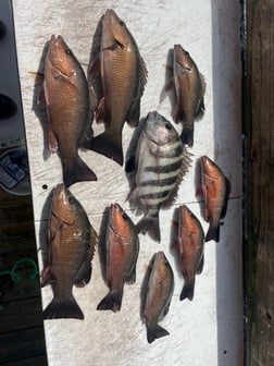 Mangrove Snapper, Sheepshead Fishing in Sarasota, Florida