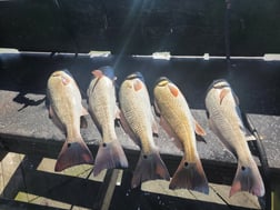 Redfish Fishing in Rio Hondo, Texas