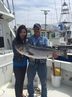 Striped Bass fishing in Montauk, New York