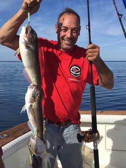 Tilefish Fishing in Freeport, New York, USA