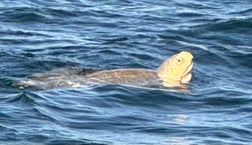 Fishing in Panama City, Florida