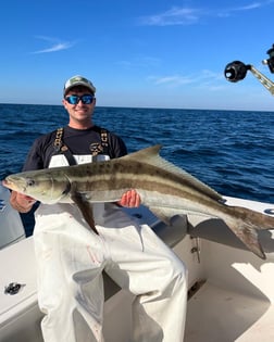 Cobia Fishing in Sarasota, Florida