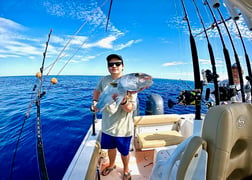 Cobia fishing in Wilmington, North Carolina