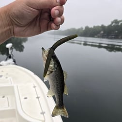 Fishing in Austin, Texas