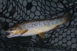 Brown Trout fishing in Johnson City, Tennessee