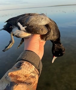 Bufflehead Hunting in Panama City, Florida