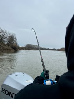 Sturgeon Fishing in Anderson, California