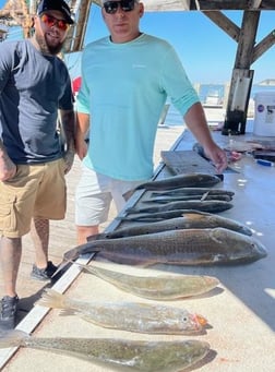 Black Drum Fishing in Galveston, Texas