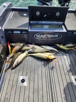 Walleye Fishing in Sheffield Lake, Ohio