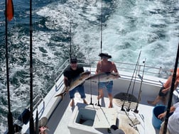 Amberjack, Little Tunny / False Albacore, Red Snapper, Triggerfish Fishing in Orange Beach, Alabama