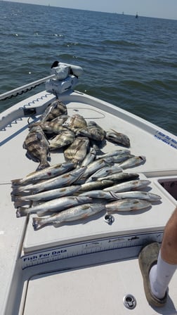 Black Drum, Sheepshead, Speckled Trout Fishing in Saint Bernard, Louisiana