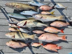 Gag Grouper, Hogfish, Mangrove Snapper, Red Snapper, Scup Fishing in Clearwater, Florida