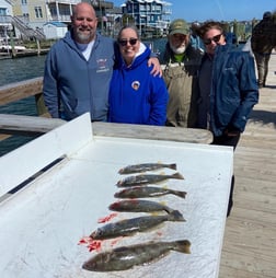 Weakfish Fishing in Beaufort, North Carolina