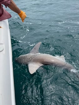 Bull Shark Fishing in Destin, Florida