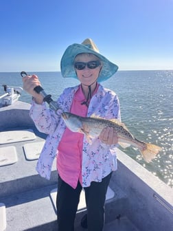 Mangrove Snapper, Speckled Trout / Spotted Seatrout Fishing in Crystal River, Florida