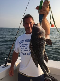 Black Seabass Fishing in Freeport, New York, USA