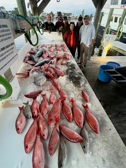 Triggerfish, Vermillion Snapper Fishing in Orange Beach, Alabama