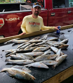 Speckled Trout / Spotted Seatrout fishing in Yscloskey, Louisiana