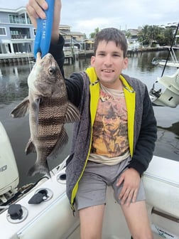 Sheepshead Fishing in Clearwater, Florida