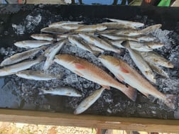 Speckled Trout / Spotted Seatrout Fishing in Yscloskey, Louisiana