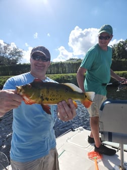 Peacock Bass Fishing in Wellington, Florida