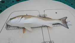 Redfish Fishing in Galveston, Texas