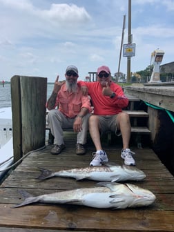 Cobia fishing in Virginia Beach, Virginia