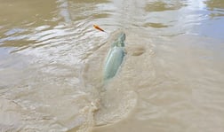 Alligator Gar fishing in Corsicana, Texas