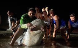 Tiger Shark fishing in Corpus Christi, Texas