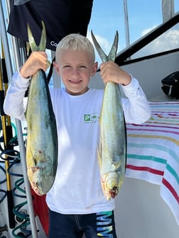 Mahi Mahi / Dorado fishing in Naples, Florida