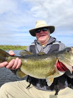 Largemouth Bass Fishing in Fort Lauderdale, Florida