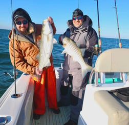 Striped Bass Fishing in Stone Harbor, New Jersey