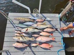 Gag Grouper, Hogfish, Mangrove Snapper, Red Snapper, Scup Fishing in Clearwater, Florida