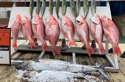 King Mackerel / Kingfish, Mahi Mahi / Dorado, Red Snapper fishing in Port Aransas, Texas